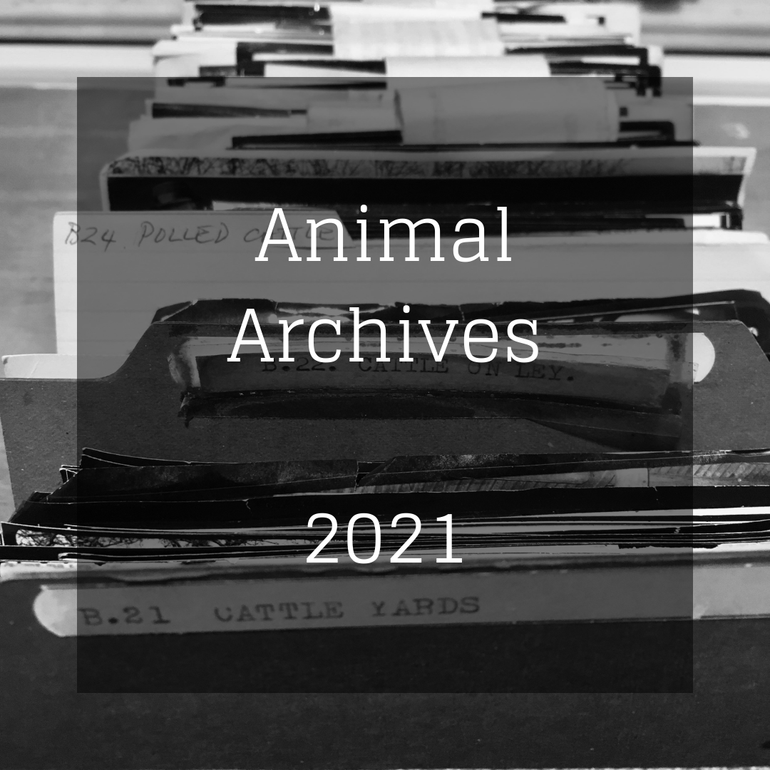 Animal Archives 2021
